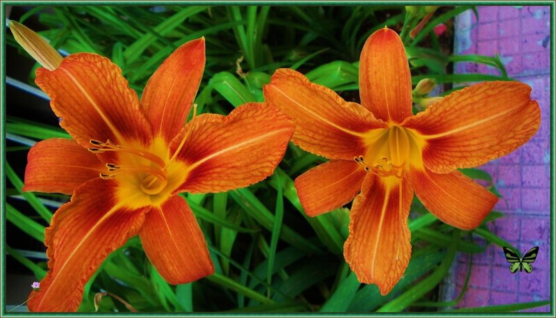 Orange Daylilies in Bloom — Vibrant