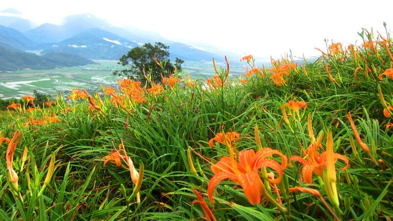 Orange Daylilies in Field — Serene