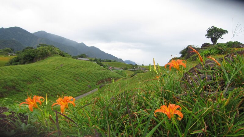Orange Daylilies in Field