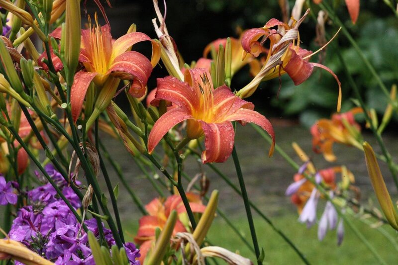 Orange Daylilies in Garden — Calm