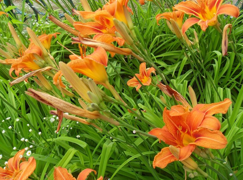 Orange Daylilies in Garden — Natural, Summer
