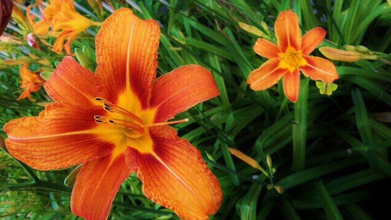 Orange Daylilies in Garden — Natural