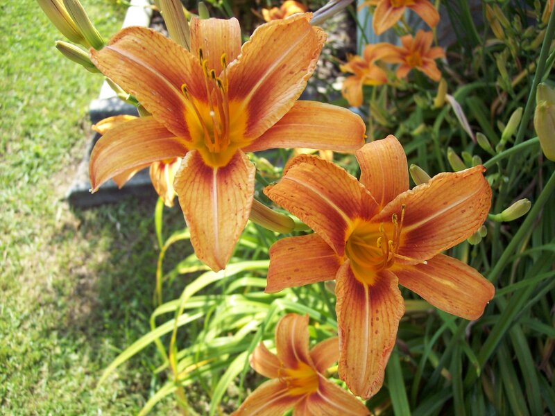 Orange Daylilies in Garden — Serene, Afternoon, Photograph