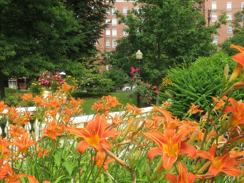 Orange Daylilies in Garden — Serene, Summer