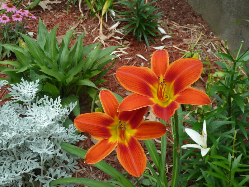 Orange Daylilies in Garden — Serene
