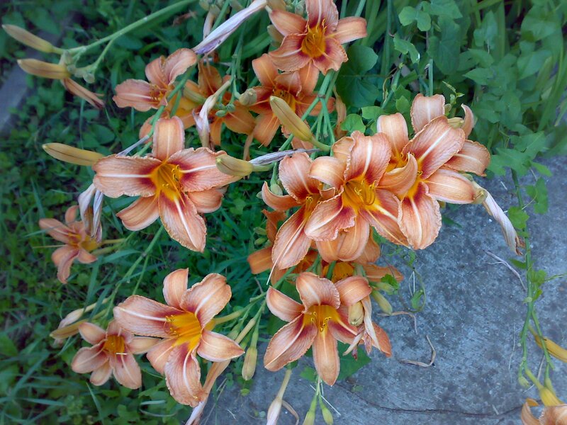 orange daylilies in garden
