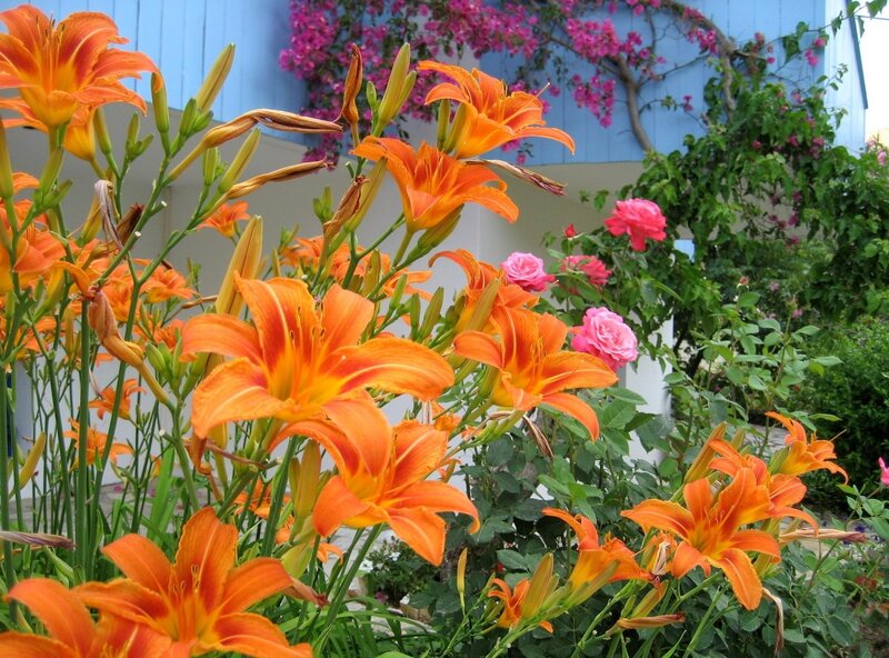Orange Daylilies in Garden — Vibrant