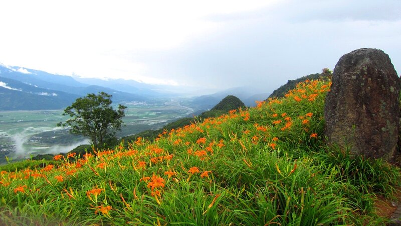 Orange Daylilies on Hillside — Green