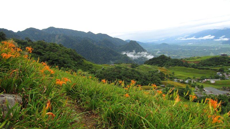 Orange Daylilies on Hillside