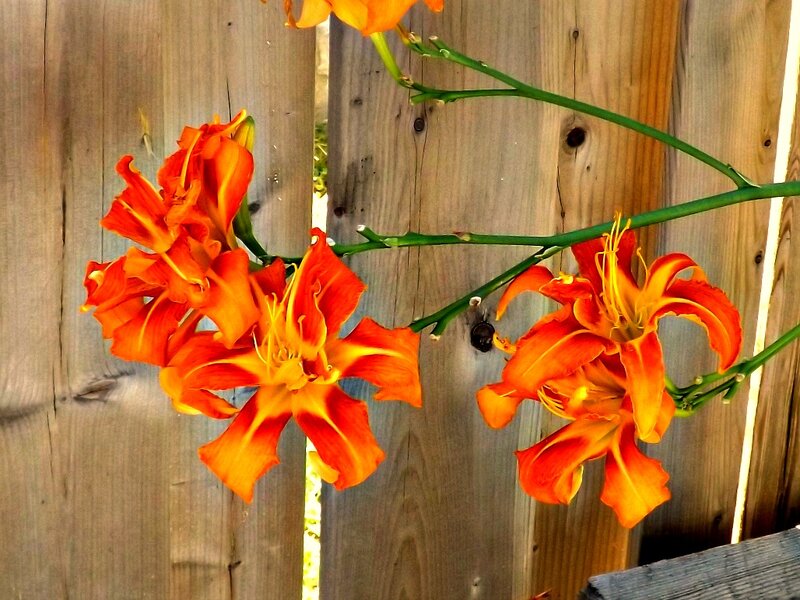 Orange Daylilies on Wood