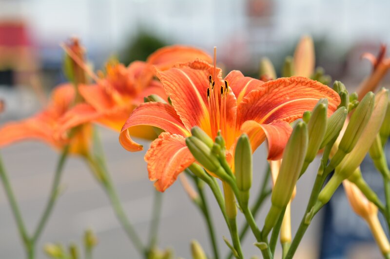 Orange Daylily Flower — Calm, Afternoon