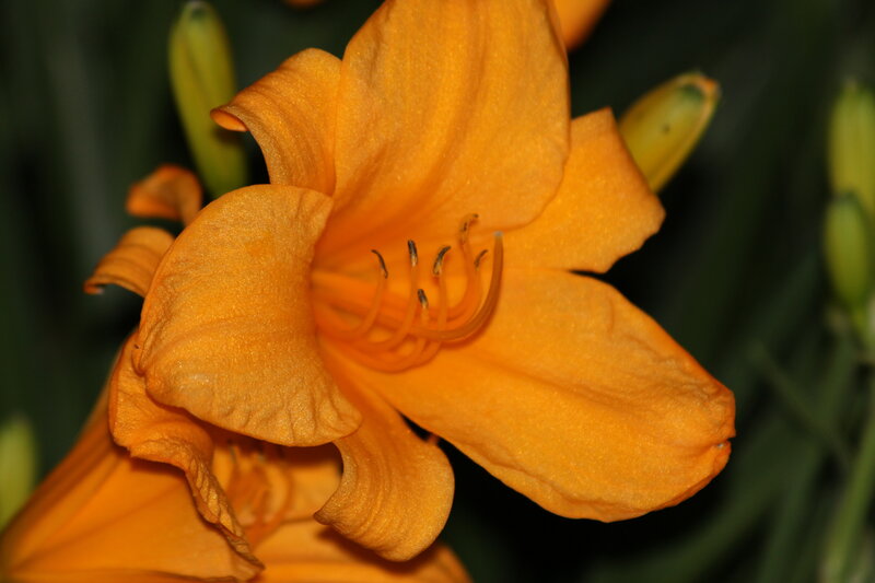 Orange Daylily Flower — Calm, Photograph