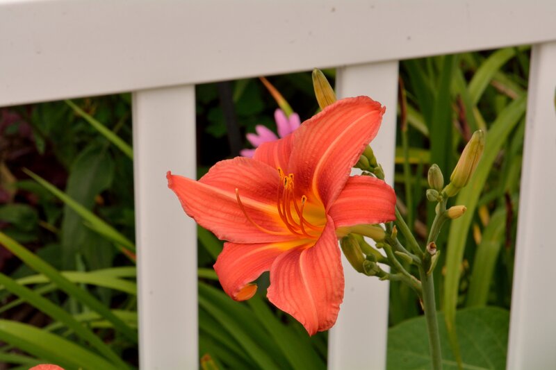 Orange Daylily Flower — Calm, Summer