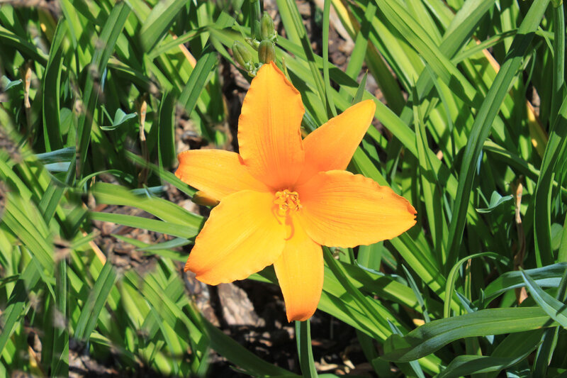 Orange Daylily Flower — Calm