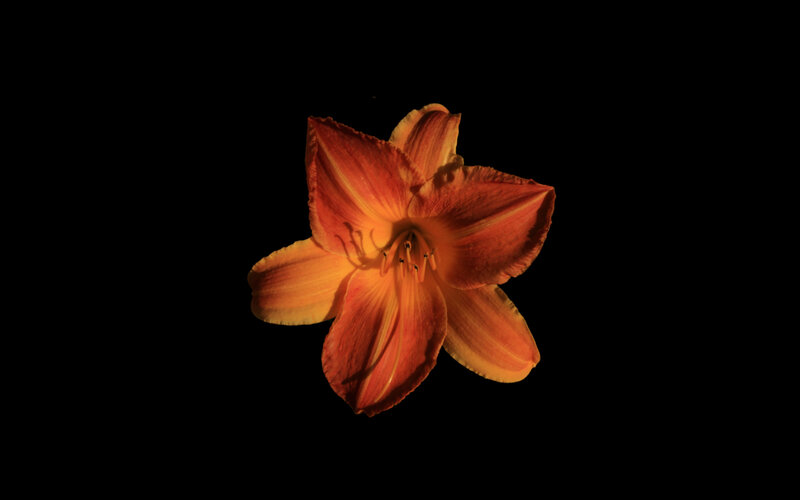 Orange Daylily Flower — Dramatic