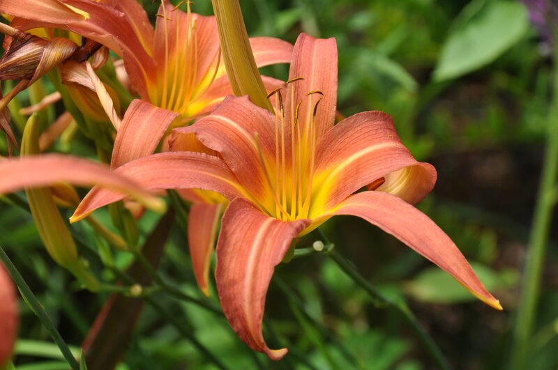 Orange Daylily Flower — Natural, Afternoon