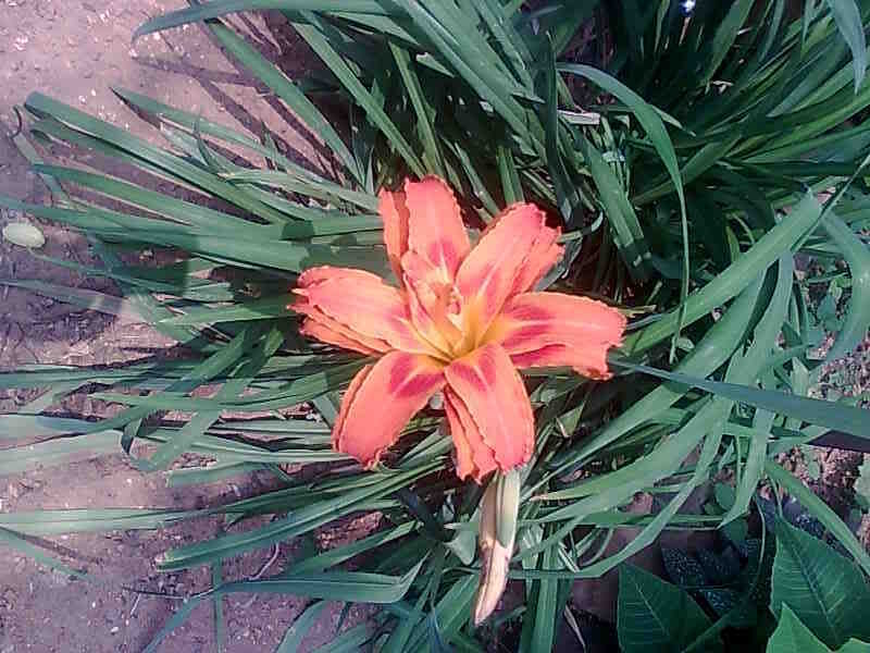 Orange Daylily Flower — Natural