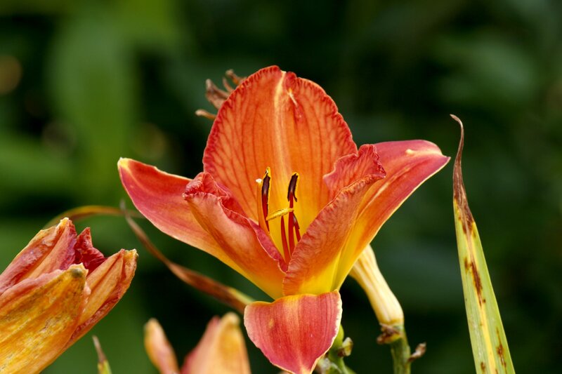 Orange Daylily Flower — Red
