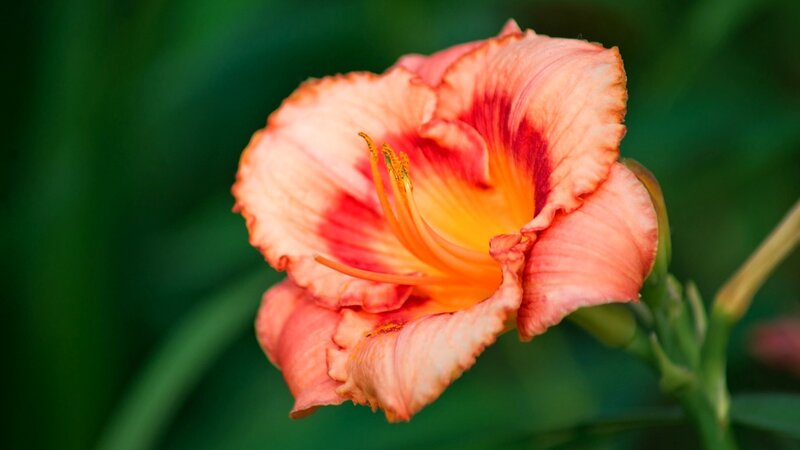 Orange Daylily Flower — Serene, Afternoon
