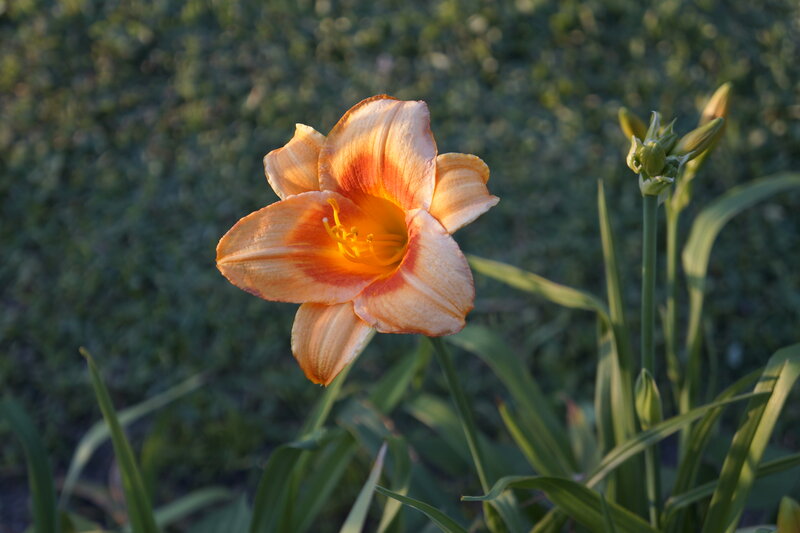 Orange Daylily Flower — Serene, Sunset