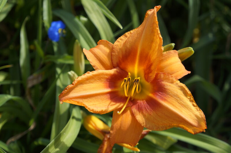 Orange Daylily Flower — Serene