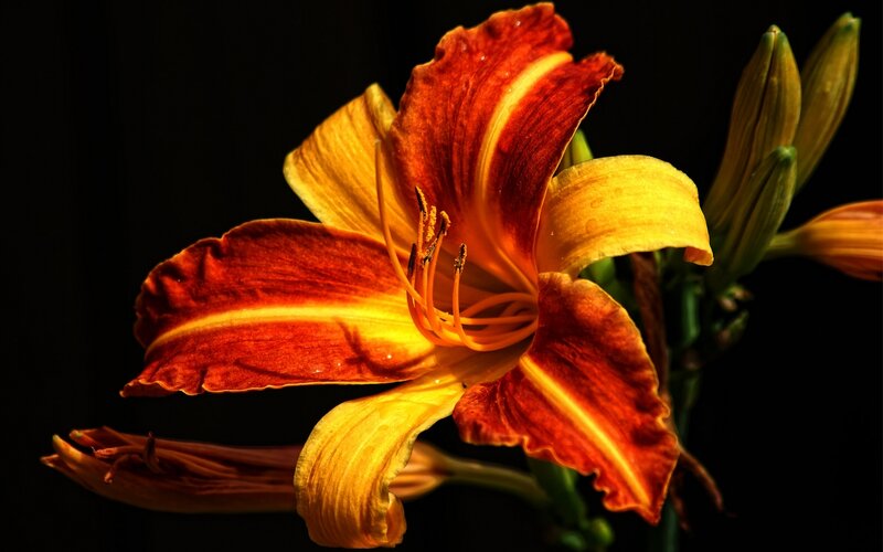 Orange Daylily Flower