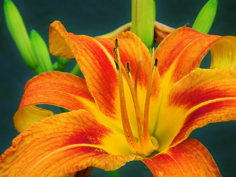 Orange Daylily Flower — Vibrant
