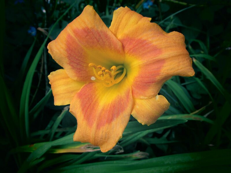 Orange Daylily Flower — Yellow