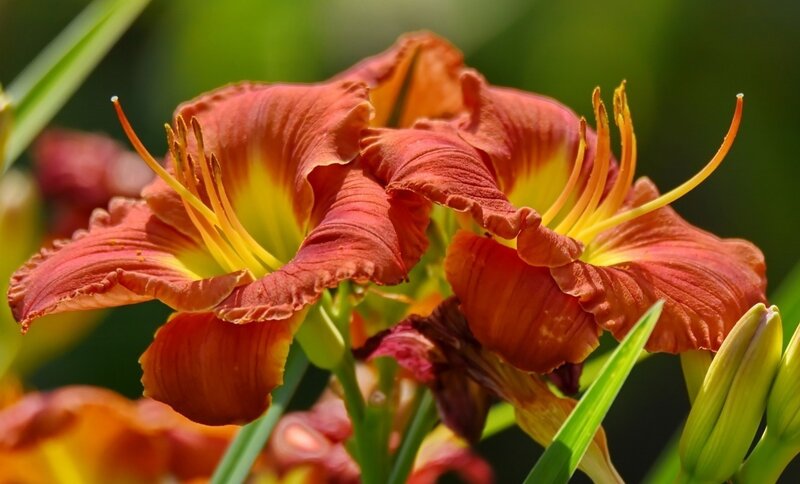 Orange Daylily Flowers
