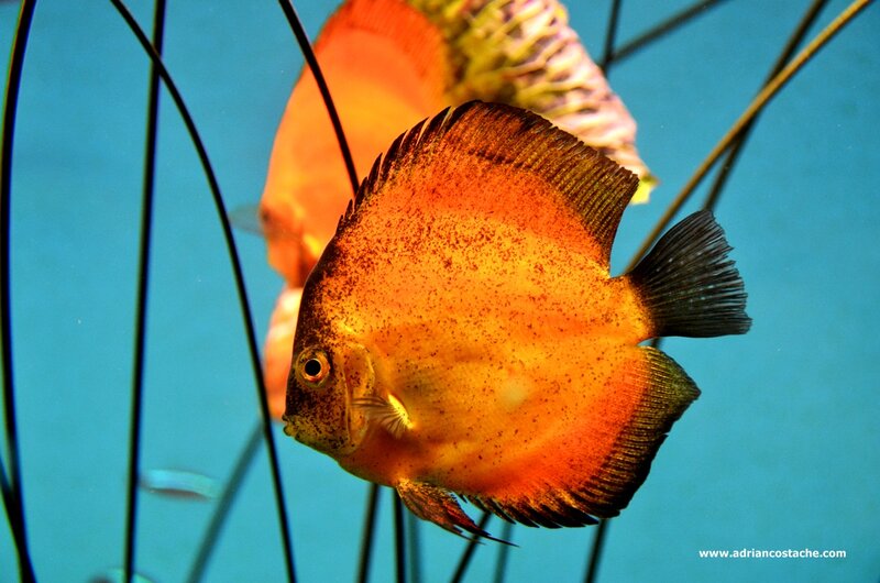 Orange Discus Fish — Blue