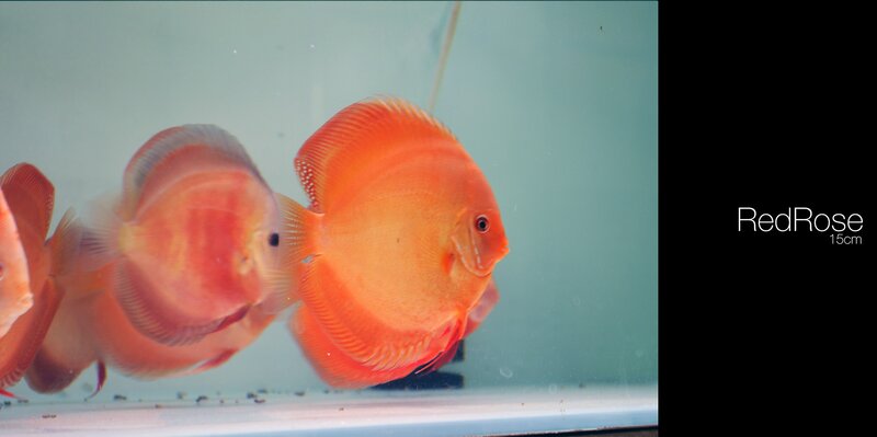 Orange Discus Fish — Calm, Photograph, Aquarium