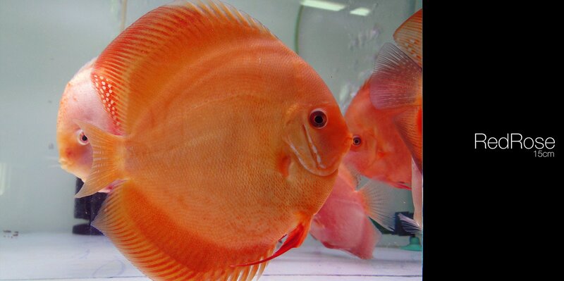 Orange Discus Fish — Calm, Photograph