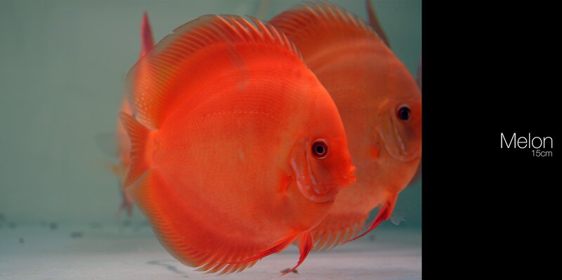 Orange Discus Fish — Calm