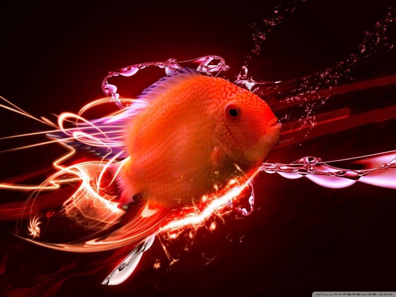 Orange Discus Fish