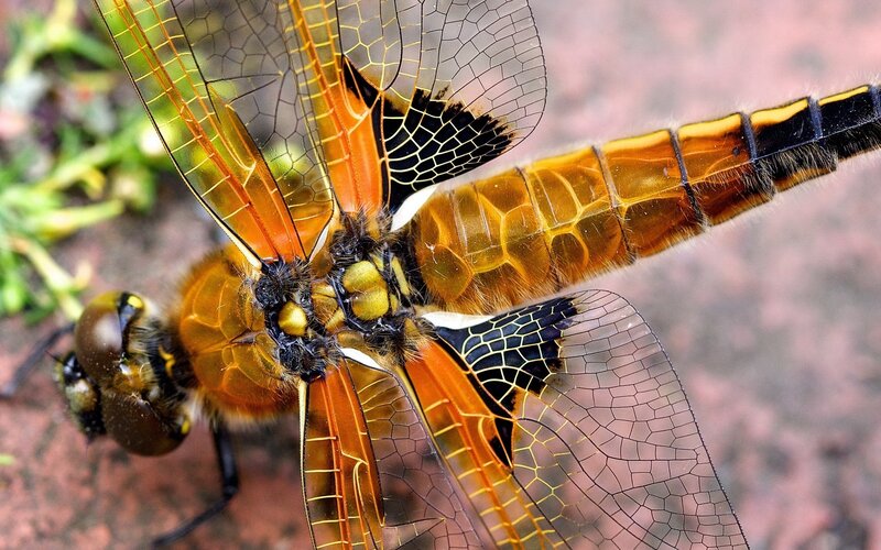 Orange Dragonfly — Detailed