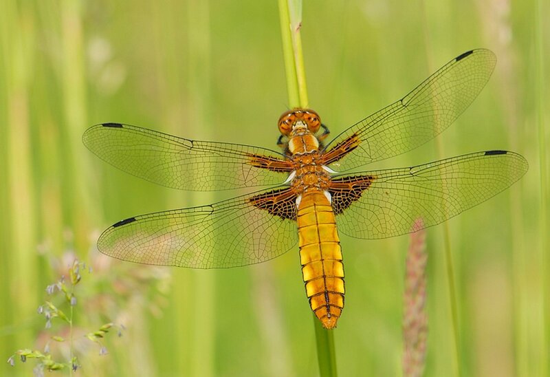 Orange dragonfly on a stem