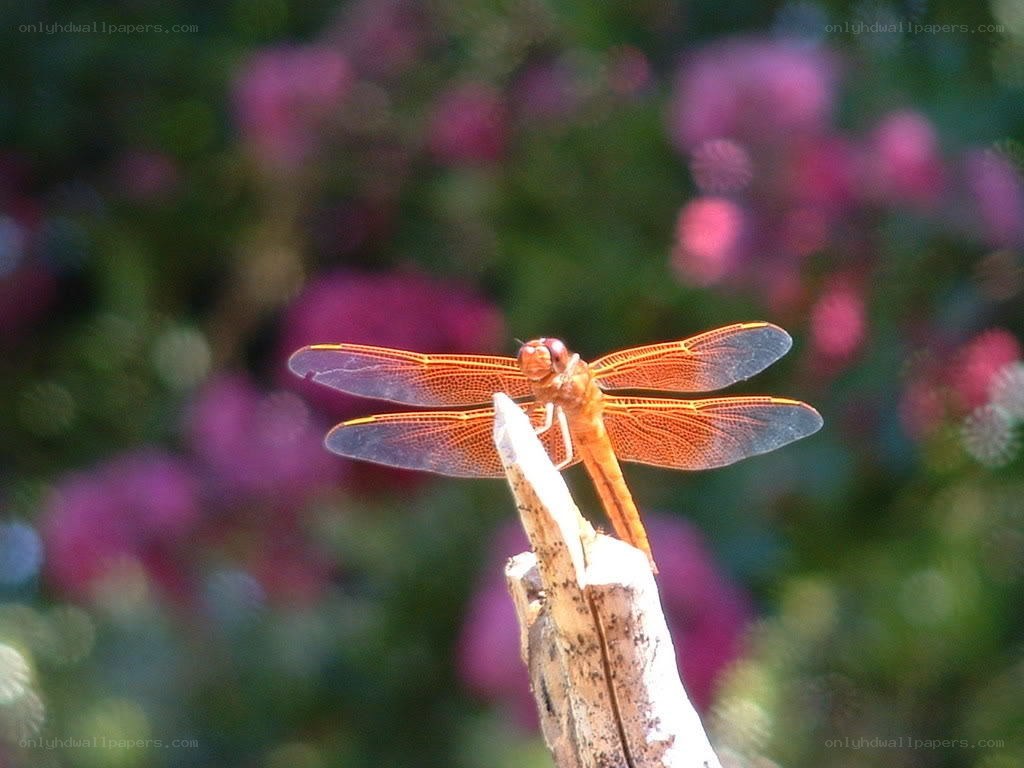 Orange dragonfly on a stick