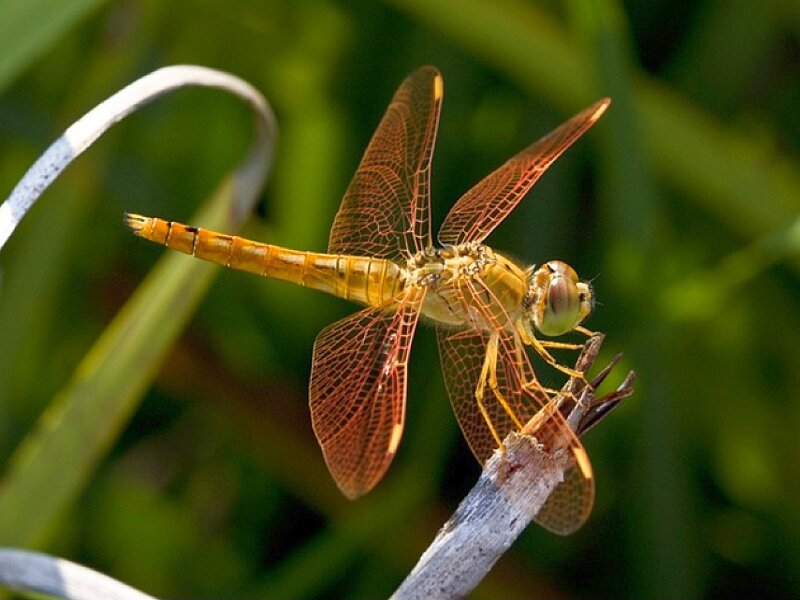 Orange dragonfly on a twig