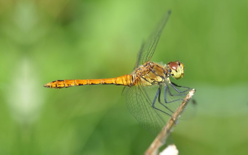 Orange Dragonfly on Branch — Green, Calm