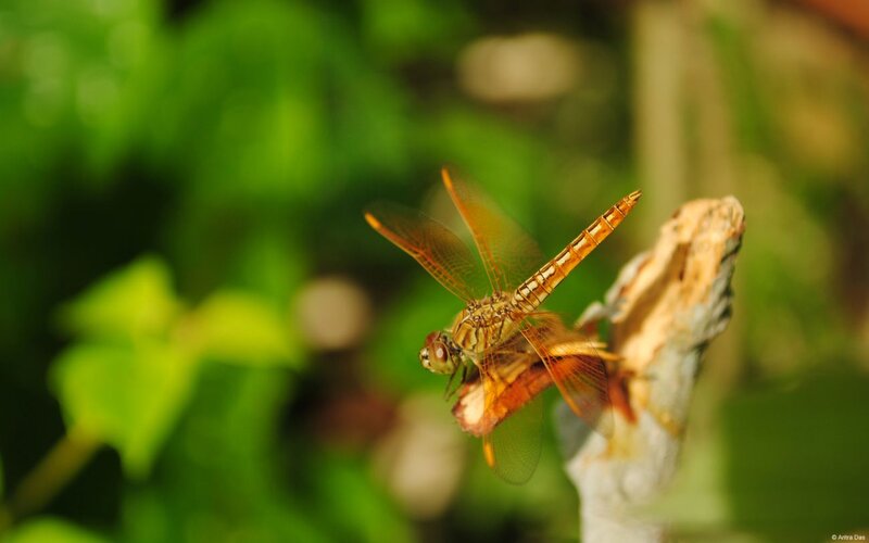 Orange Dragonfly on Branch — Green