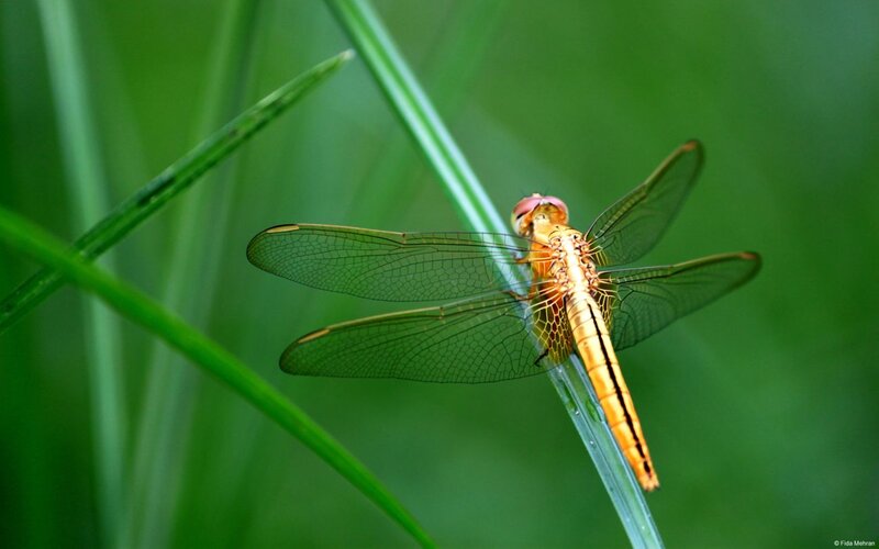 Orange Dragonfly on Grass