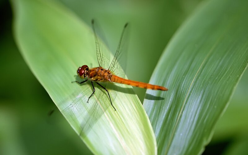 Orange dragonfly on green leaf