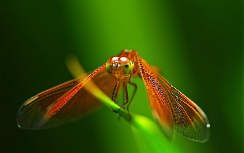 Orange Dragonfly on Leaf — Green, Natural
