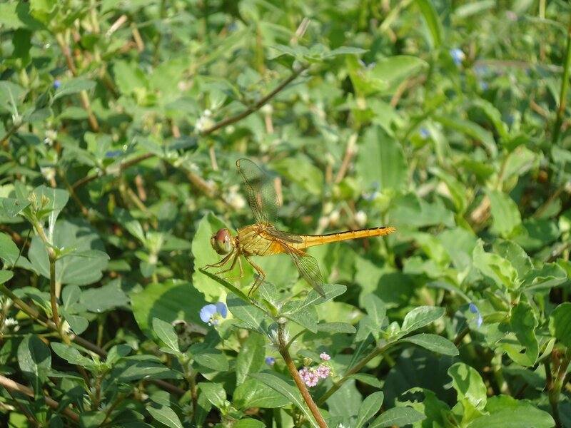 Orange Dragonfly on Leaf — Green