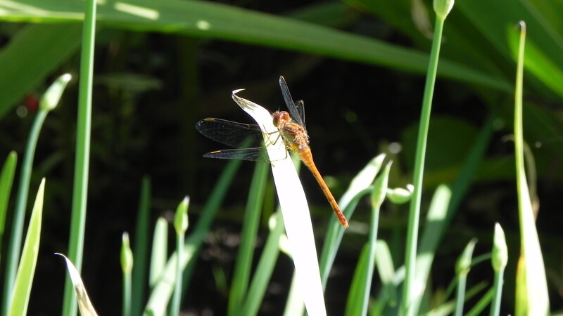 Orange Dragonfly on Leaf