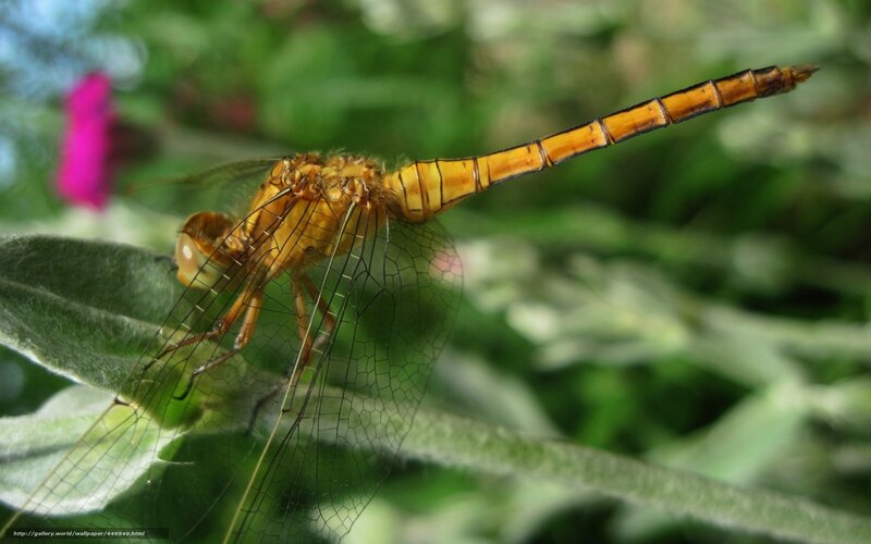 Orange Dragonfly on Leaf — Yellow