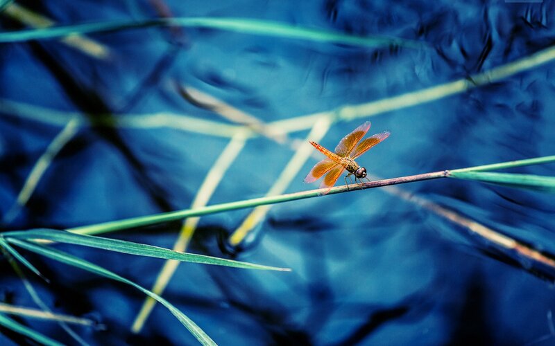 Orange Dragonfly on Reed