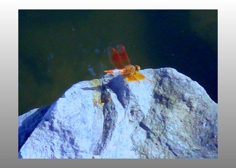 Orange Dragonfly on Rock