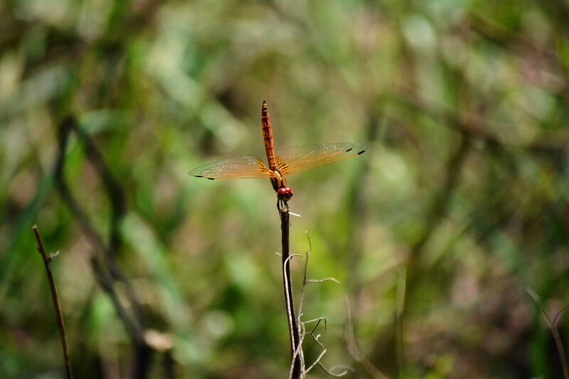 Orange Dragonfly on Stem — Green