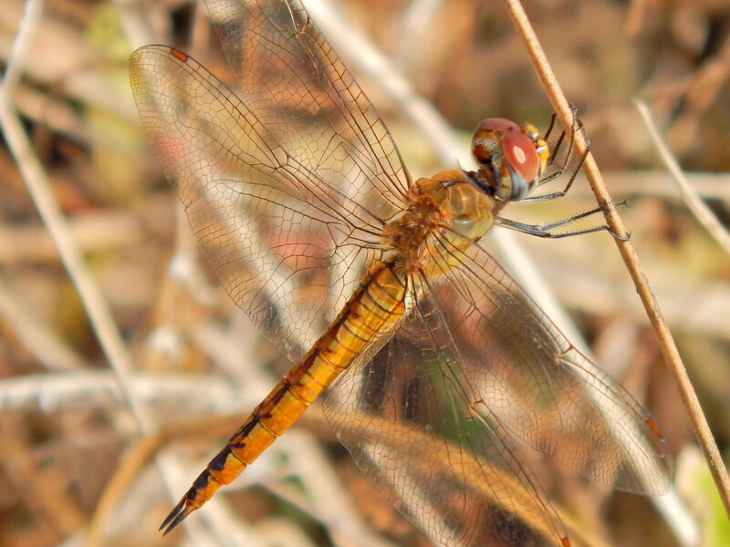 Orange Dragonfly on Stem